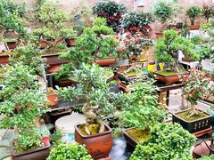 -秦美花卉(天朗·莱茵小城2期店)