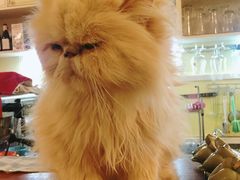 -猫色咖啡·猫咖