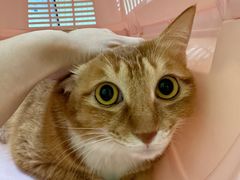 -瑞鹏宠物医院·骨科·猫科·内科(第一中心)