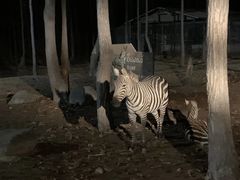 -清迈夜间动物园