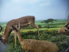 -国家自然博物馆