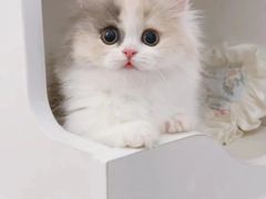 -Bastet sally猫舍购宠(静安店)