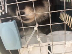 -瑞鹏宠物医院·骨科·猫科·内科(第一中心)