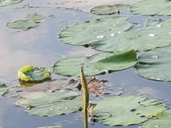 -丁香湖公园