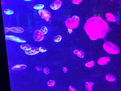 -福州罗源湾海洋世界旅游区