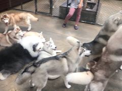 -TrueLove @ Neverland (Husky Cafe)
