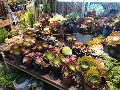 -双季花艺园艺市场(浦东店)
