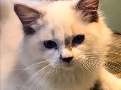 -东方名猫馆·英短金渐层布偶猫舍(环线广场1号楼店)