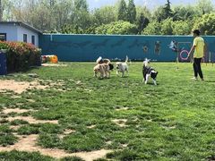 -趣玩宠物乐园寄养训犬训狗游泳池