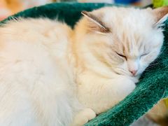 -momokira米努特·德文卷毛猫·棉花面纱犬