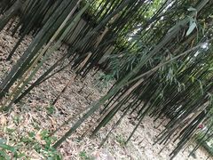 -秋霞圃