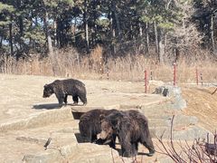 -沈阳森林动物园