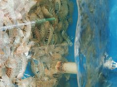 -东极岛海鲜