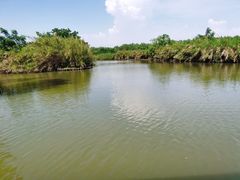 -大湾区中央湿地公园