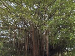 -南沙蒲洲花园