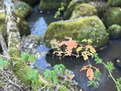 -五营红松林海景区