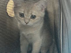 -瑞派·关忠动物医院·猫专科·犬专科(三环新城店)