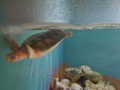 -悉尼海洋生物水族馆