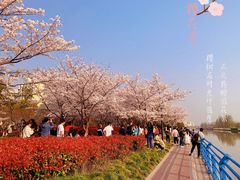 -高东镇樱花园
