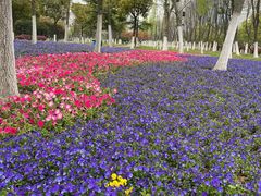 -天鹅湖体育公园