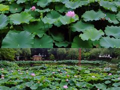 -陈家山荷花公园