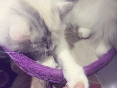 -喵的天空名猫咖啡馆·撸猫·猫舍·用品