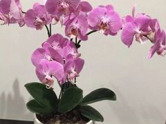 -武汉花鸟市场