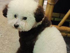 -小龙坎火锅(全球旗舰店)