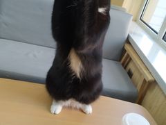 -鼓捣猫呢主题猫咖店