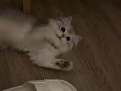 -东方名猫馆·英短金渐层布偶猫舍(环线广场1号楼店)