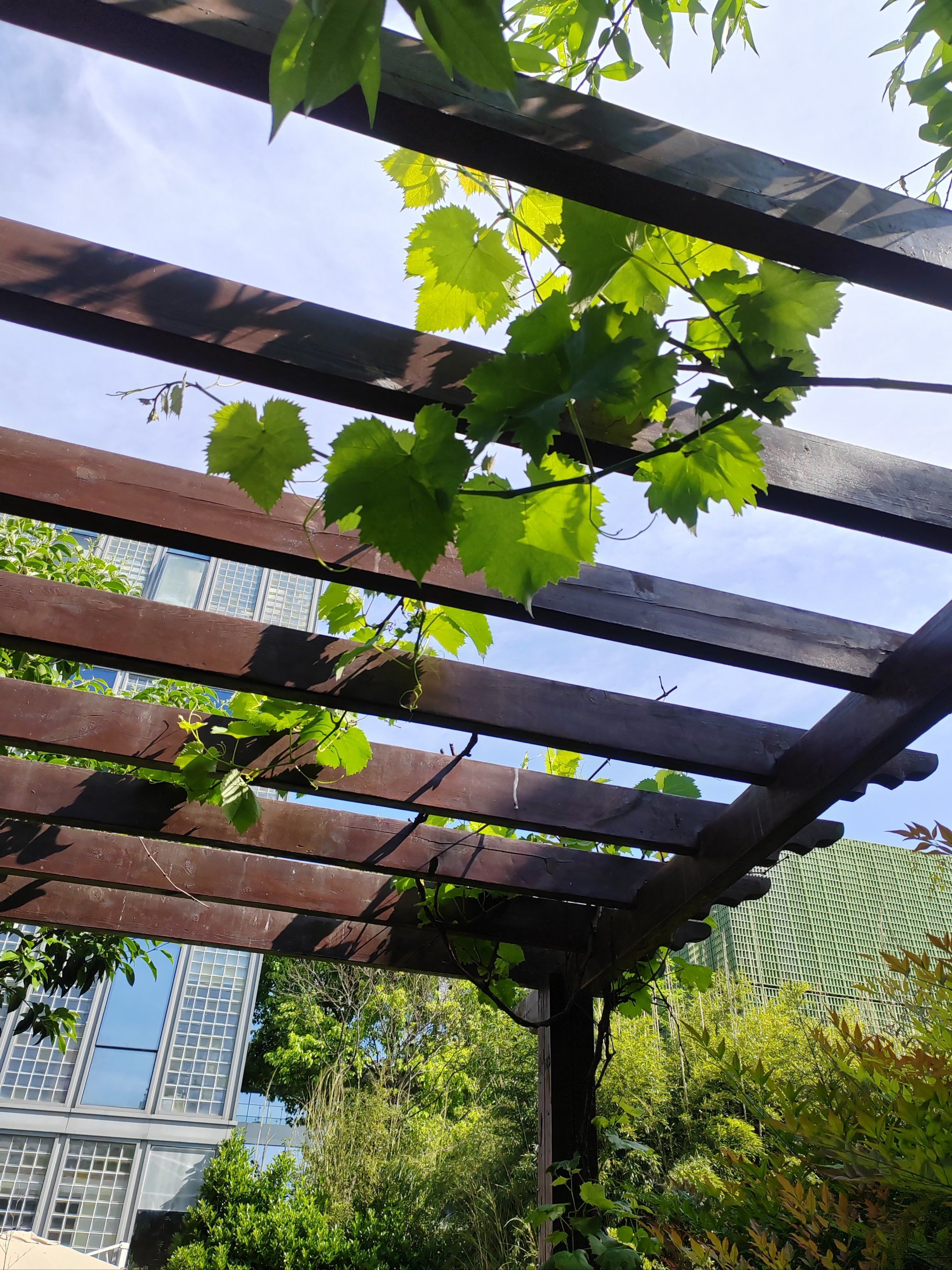 生机勃勃的葡萄架