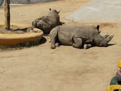 -西霞口神雕山野生动物世界