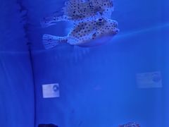 -上海海洋水族馆