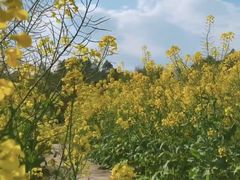 -西京湾花海