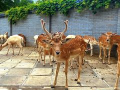 -北京野生动物园