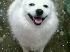 -菲丽丝宠物医院·24小时·猫科中心·免疫点(淮海分院)