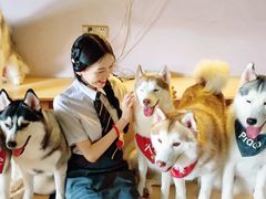 -Husky Go! 哈士奇体验馆·宠物咖啡厅狗咖