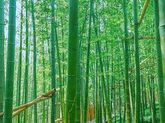 -蜀南竹海景区