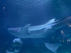 -烟台海昌鲸鲨海洋公园