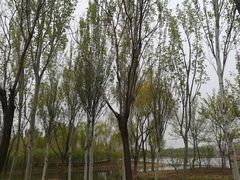 -东郊湿地公园