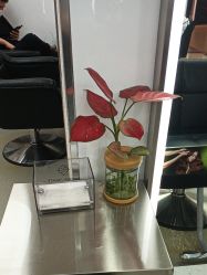 -时尚殿堂hair salon