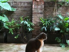 -嘁嘁茶泡饭