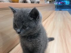 -Heymao猫咖.咖啡厅(东门店)