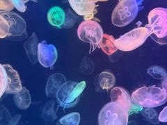 -海合安成都极地海洋公园