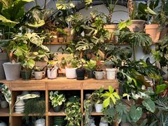 -自由生长植物工作室(深港花卉中心店)