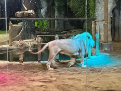 -清迈夜间动物园