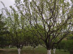 -永定河休闲森林公园