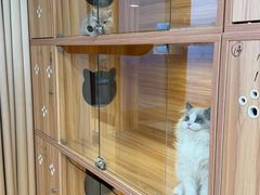 -猫十亿·布偶金渐层·曼基康矮脚猫舍(青年路店)