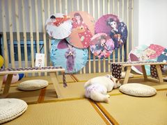 -柴迷FANS CLUB·柴犬狗咖·猫咖