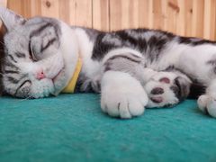 -猫在这儿猫咪咖啡馆·撸猫馆